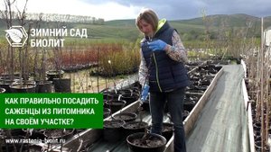Как правильно посадить саженцы из питомника на своём участке?