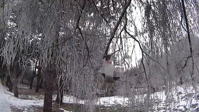 Не так сел (голубь) смотреть онлайн