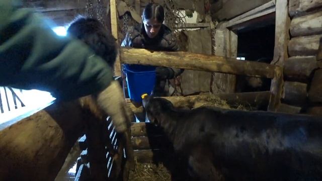 Правильное КОРМЛЕНИЕ ТЕЛЯТ / Почему НЕЛЬЗЯ ПОИТЬ ИЗ ВЕДРА телят / ЛЕЧЕНИЕ Поноса у Телят смотреть онлайн