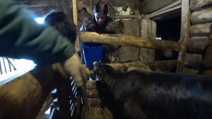 Правильное КОРМЛЕНИЕ ТЕЛЯТ / Почему НЕЛЬЗЯ ПОИТЬ ИЗ ВЕДРА телят / ЛЕЧЕНИЕ Поноса у Телят