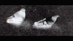 Носорогов и !ХОП! — дорогая, я везу К ТЕБЕ своих монстров