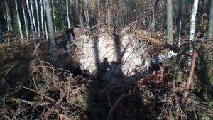 Последствия урагана в Гусь-Хрустальном районе, повалило лес.