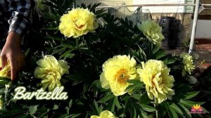 Пионы в саду - CORAL SUNSET, BARTZELLA, SONOMA HALO / Сад Ворошиловой