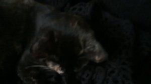 признаки беременности кошки/ уход за бережёной кошкой