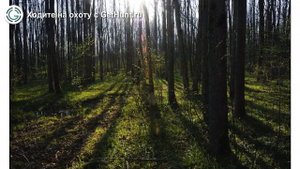 Охота в Тульской области – Охотничье хозяйство «Киреевское» Тульская РОООиР охота на вальдшнепа