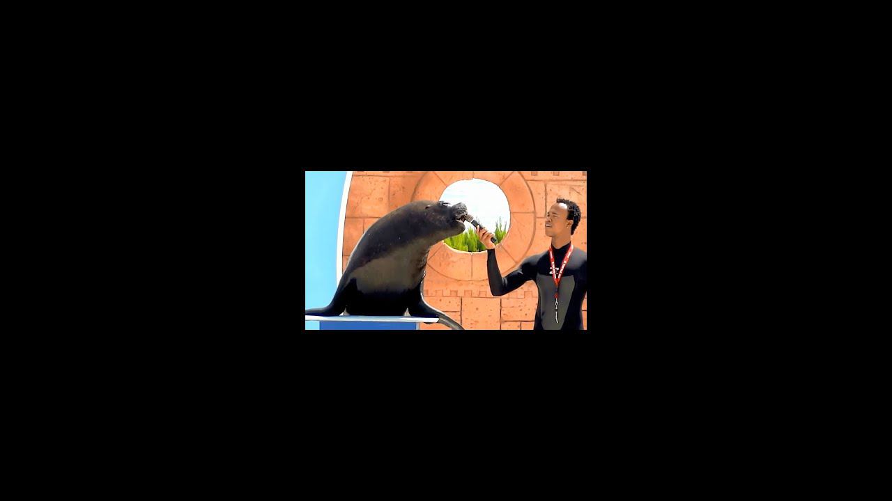 Прикольное Караоке в Дельфинарии Алании Турция #shorts #дельфинарий #приколы #турция #алания смотреть онлайн
