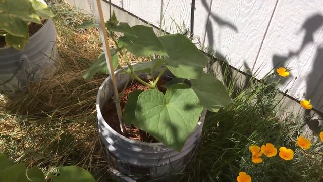 Начали появляться огурчики в парнике и в ведрах. смотреть онлайн