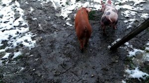 Хряки на племя, вес в 1,5 месяца⁉️Порода свиней Пьетрен, Дюрок?