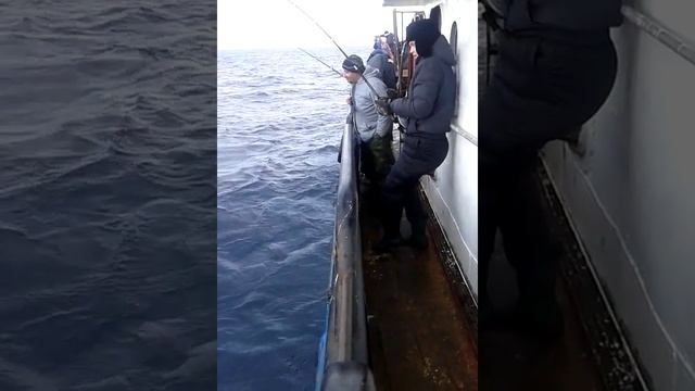 Достаем треску из Баренцева моря смотреть онлайн