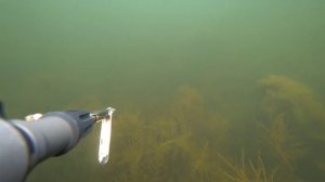 подводная охота. маныч веселовское водохранилище. пеленгас варвар 70 закачка 33кг