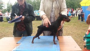 Выставка 2014 цвергпинчеры