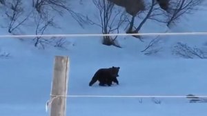 Дед Вахрамей и медведи