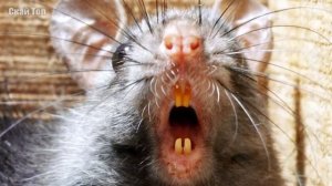 Год белой (золотой) металлической Крысы