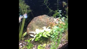 Аквариум без химии как избавиться от чёрной бороды и диатомовых водорослей