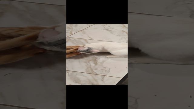 Лентяи