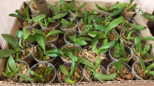 Нитрозим - стимулятор роста для орхидей смотреть онлайн