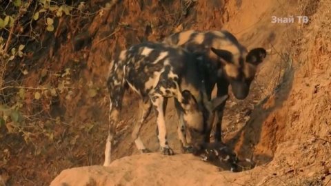 САМЫЙ БЕССТРАШНЫЙ ЗВЕРЬ В МИРЕ - МЕДОЕД!?