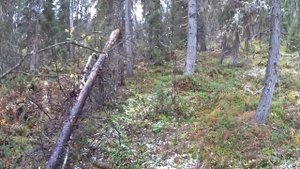 Осенняя рыбалка. Один в глухой тайге. Хариус. Бешеный клёв. Ловля на спиннинг. Таёжный быт. Часть 2