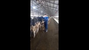 Флешмоб-Я на практике. Ветеринары