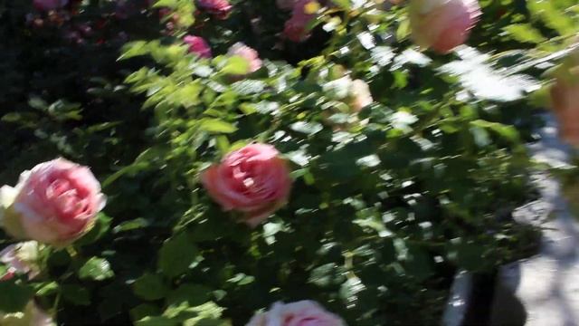 Роза Ферст леди 2019 смотреть онлайн