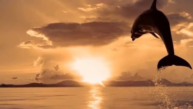 Восхищение дельфинов смотреть онлайн