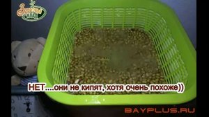 Как сделать проростки в домашних условиях