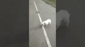 Французкий бульдог приколы