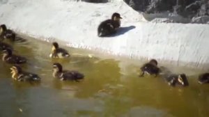Дикие утки вывели утят