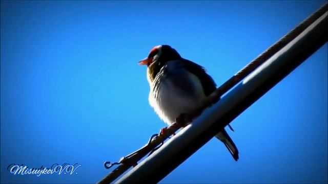 Пение щеглов смотреть онлайн