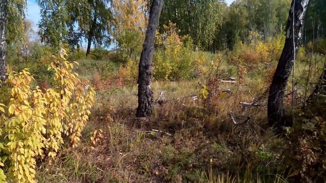 Лесная калина смотреть онлайн