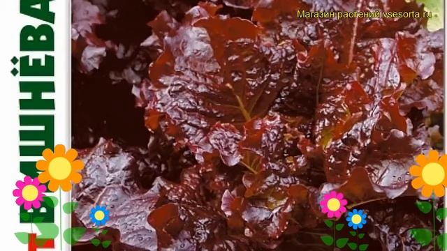 Салат листовой Вишневая дымка. Краткий обзор, описание характеристик Vishnevaya dymka смотреть онлайн