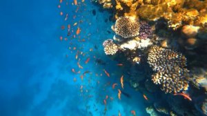 ПОЛНОЕ РАЗОЧАРОВАНИЕ В ЕГИПТЕ  -  ОТЕЛЬ REEF OASIS BLUE BAY 5*. ШАРМ ЭЛЬ ШЕЙХ ЗИМОЙ 2021