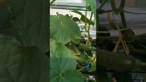 Огурцы привитые на тыкву обыкновенную в Подмосковье в июне. Это эффективно!