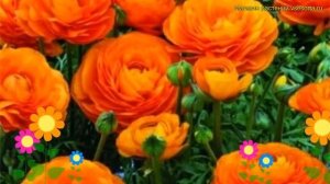 Лютик азиатский Орендж. Краткий обзор, описание характеристик ranunculus asiaticus Orange