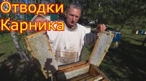 Майские Отводки Карника. Результат по мёду