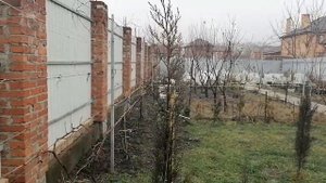 Кипарис вечнозеленый. Ответы на вопросы подписчиков.