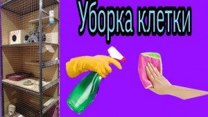 Генеральная уборка в витрине у шиншилл.
