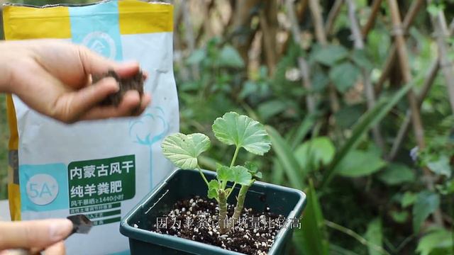 12月养天竺葵，这2件事是重点，记住了，越冬更有保障 смотреть онлайн