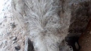 ?Кормлю свиней луком.???