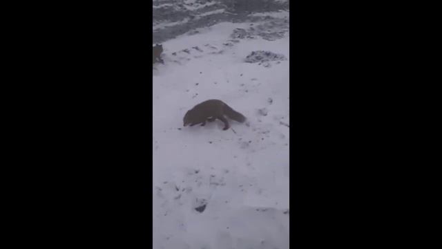 Вахтовики подкармливают лис смотреть онлайн