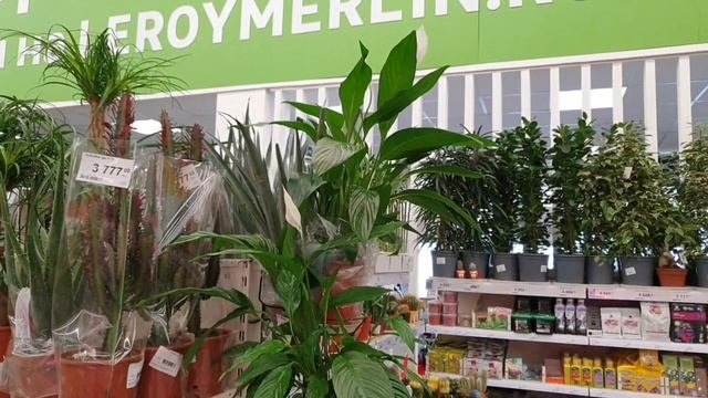 Комнатные растения в Леруа Мерлен. 21 марта 2023 г. Часть 1.