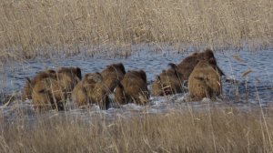 Кабанчики, покоряющие водную стихию!