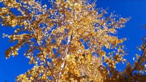 БЕРЁЗКИ  ОСЕНЬЮ ПРЕКРАСНЫ!