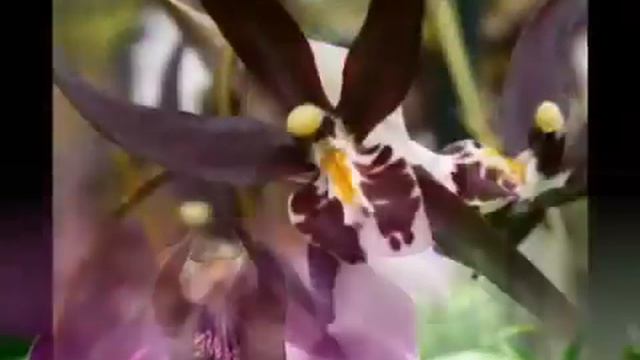 Все об орхидеях на сайте toFlower.ru смотреть онлайн