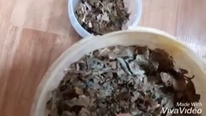 Создание острова мокриц. Кормление мокриц сухими листьями