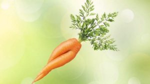 Почему морковь корявая и рогатая? Причины проблемы и решение!