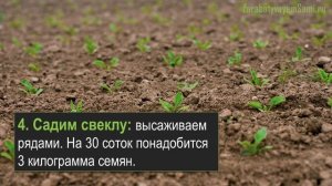 Бизнес на свекле - 7 этапов дела