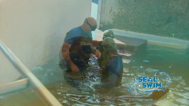 See What There is to See at Miami Seaquarium смотреть онлайн