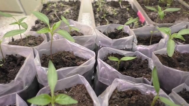 НЕОБХОДИМАЯ ПЕРВАЯ ПОДКОРМКА РАССАДЫ ПЕРЦА. Садим-сеем. Мой опыт. смотреть онлайн