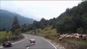 *БОЛЬШАЯ ПОДБОРКА нападений ЖИВОТНЫХ НА ЧЕЛОВЕКА!*